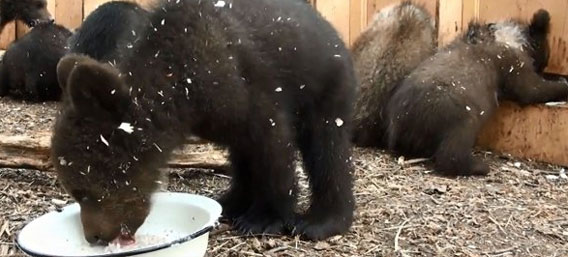 音あり・音なしでかなり印象が変わってくる、腹ペコ子グマたちのお食事タイム