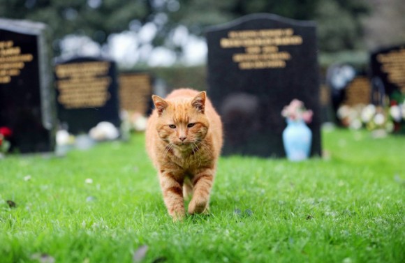 20年以上墓地にくる人々を癒し続けた墓守猫、最後の任務をこなし永遠の眠りにつく（イギリス）