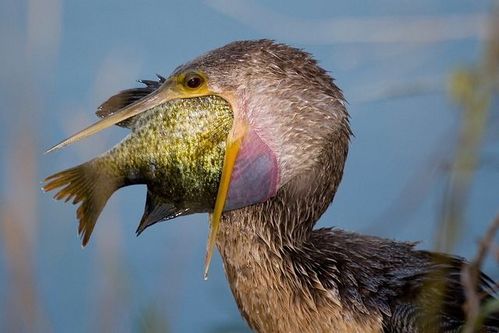 birds_eat_everything_10