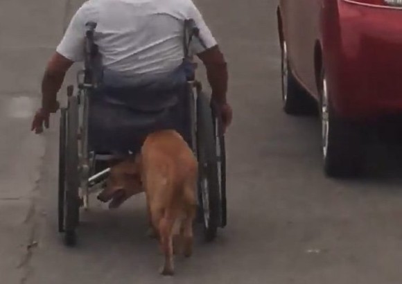 今そこにある感動。オートバイ事故で半身不随になった飼い主の車椅子を懸命に押す犬(フィリピン)
