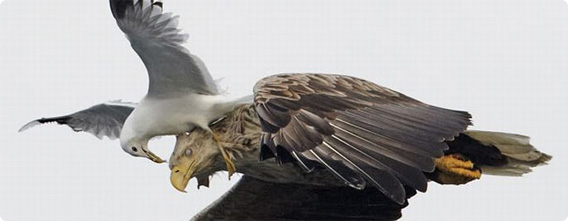 ネットでバードウォッチング。鳥たちの美しいじゃれあい触れ合い画像