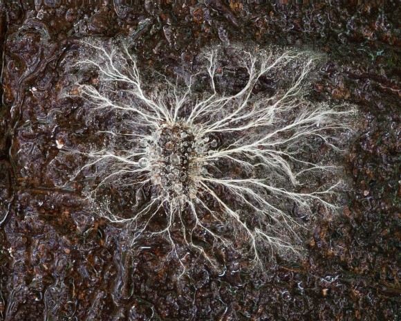 神秘の菌類。エクアドル、アンデス山脈の森林で記録されたファンタスティックなキノコ