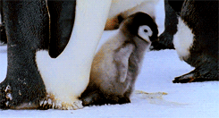 冷やしペンギン、はじめました。ペンギンがパタパタするGIF画像