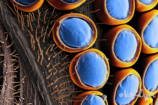 compound-eye-midge-57256sig