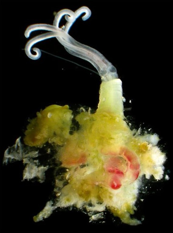 1_e4