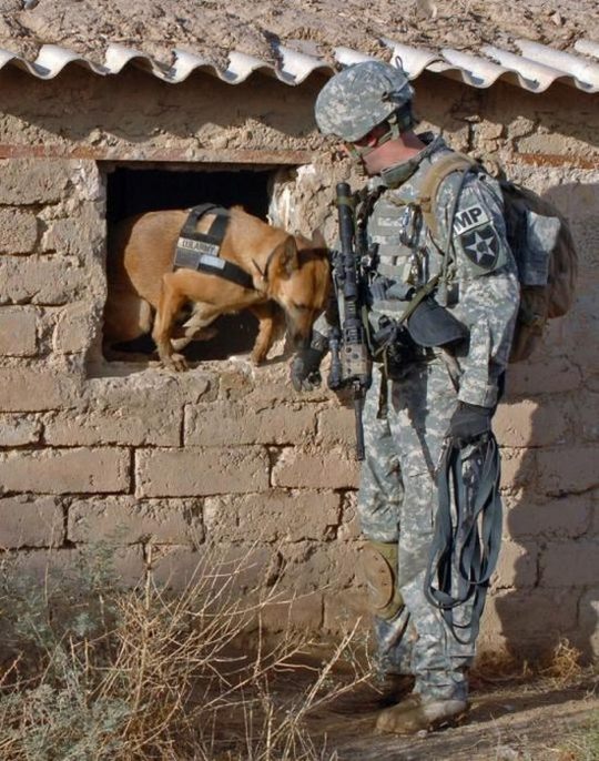 dogs_in_army_18