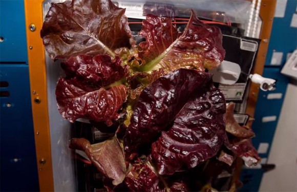 これが宇宙野菜だ！国際宇宙ステーションで栽培した野菜「「アウトレッジャス」を試食する飛行士たち