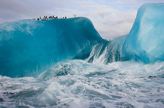 penguins_11
