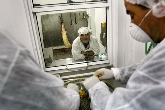 1258610644_how_black_caviar_is_made_04