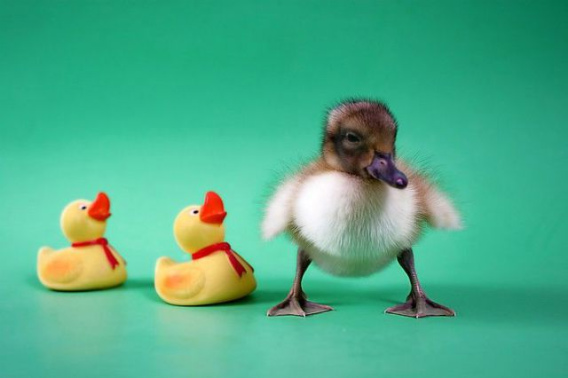 these_funny_animals_451_640_09