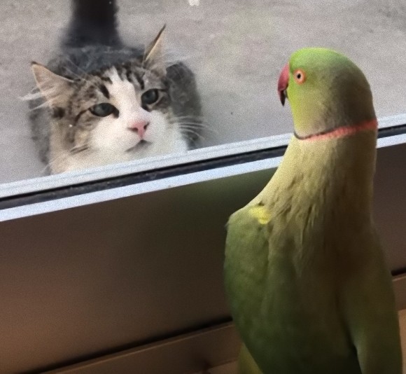 ちょっくら猫でもからかってみるか。窓越しから「いないいないばあっ!」を仕掛けるインコ