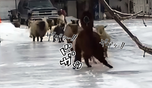 アルパカ先輩率いる羊・ヤギ軍、完全に凍った地面の上をつるんつるんと歩く！転ぶ！（カナダ）