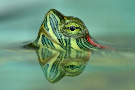 beautiful_award_winning_photos_32