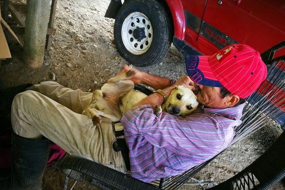 「私の飼い主を助けてあげて！」コスタリカの路上で車にひかれそうになりながらも必死に助けてくれる人を探し続けた犬