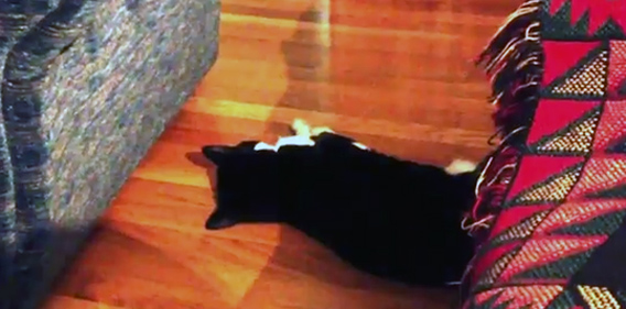 ソファから落ちた猫、気まずさ無限大。その時猫のとった行動は？