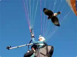 【動画】鷹と一緒に空を飛ぶってどんな気持ち？パラグライダーで鷹と一緒に空中飛行