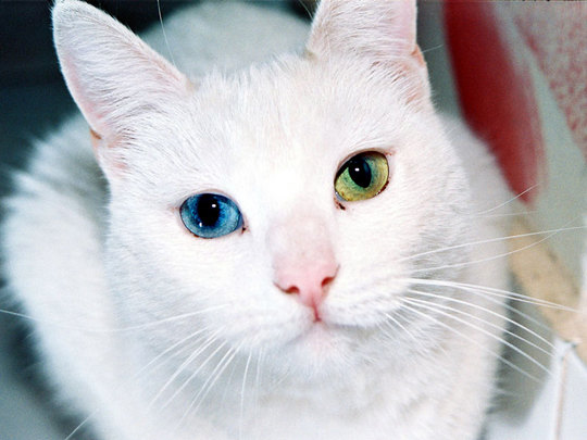 hybrid-animals-01