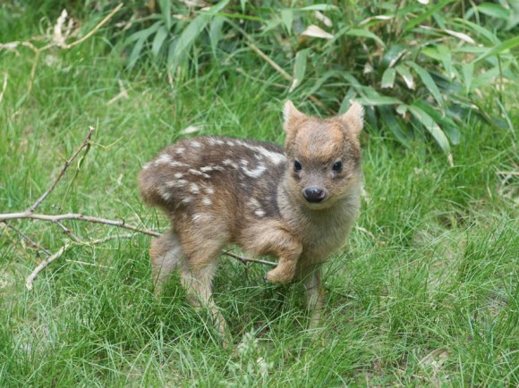 世界最小の鹿、プーズーの赤ちゃんが生まれたよ！（米ニューヨーク）