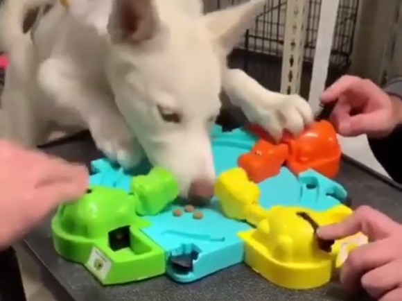 犬圧勝！はらぺこカバさんゲームのボールをドッグフードに変えて犬を参戦させたところ・・・