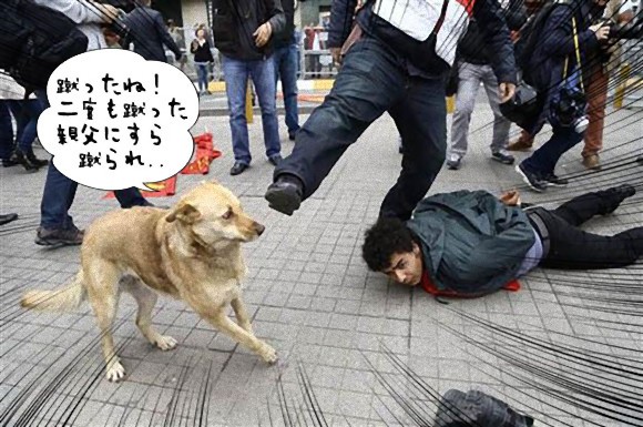 暴動に参加していたトルコの野良犬。警察官に蹴られるも、拘束された人を救おうとパトカーを追いかける