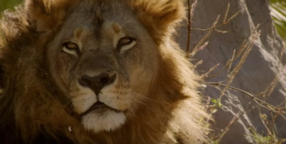 オスのように立派なたてがみを持つメスライオン。ボツアナに住む両性具有のライオンたち