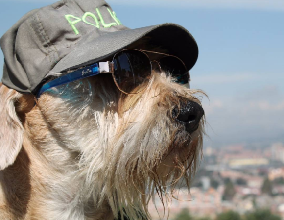 これがホントの犬のおまわりさん。保護された野良犬が町の治安を守るパトロール犬となる(コロンビア)