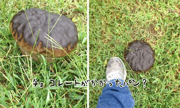 極限の空腹時には思わず食べてしまいそうになる、食べ物そっくりに見える食べられないモノ