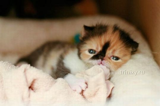 adorable_tiny_kitten_09