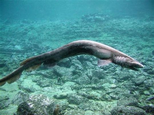 sharks_05