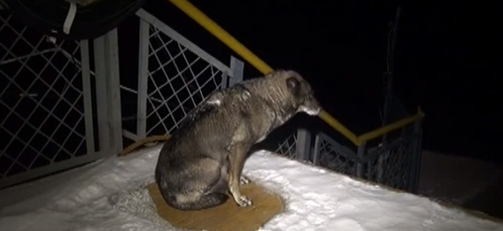 雪降る極寒のロシア、川岸にある船乗り場で、飼い主の帰りを3週間以上待ち続ける犬