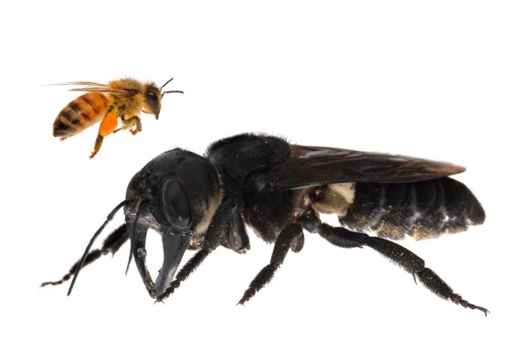 絶滅したと考えられていた世界最大のハチが生きていた！インドネシアで40年ぶりに生存が確認される
