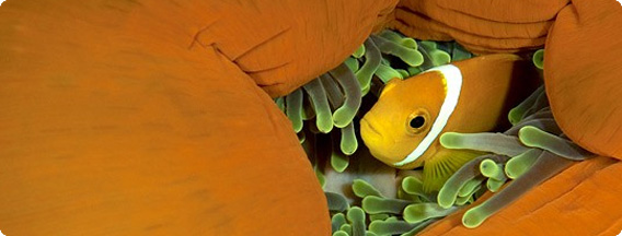 魚たちの楽園、モルディブに住む海の生き物たちの美しい画像+動画
