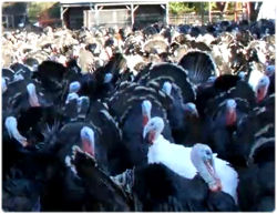 七面鳥の知られざる一面、よく訓練されたショッカー戦闘員だった可能性が浮上