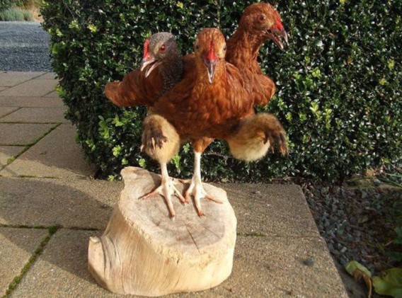 taxidermist_21_e