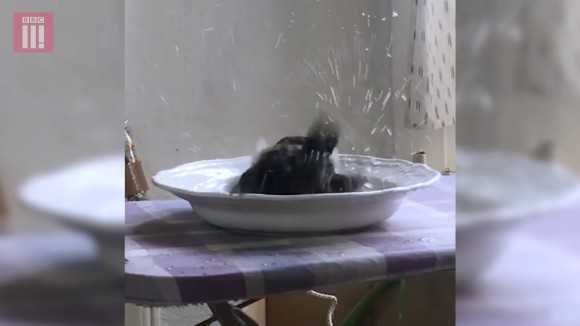 bathing_e