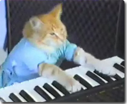 ねこ