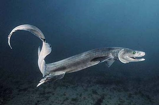 sharks_07