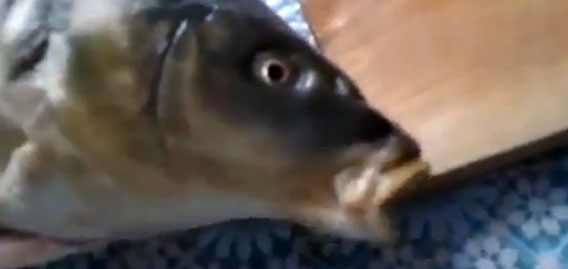 魚がロシア語しゃべってるぞ！？