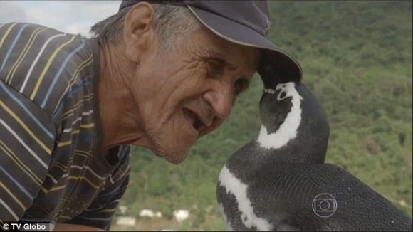 おじいさんに会いたくて。かつて命を救ってくれたおじいさんに会うために毎年やってくるペンギン