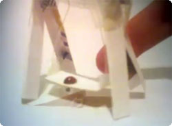 ほのぼの、テントウムシに紙で作った公園で遊んでもらったよ