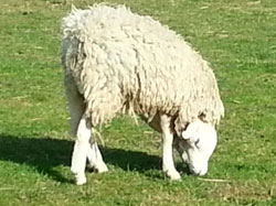 頭が上下逆さまについている羊。普通の羊と同じように元気に暮らす。