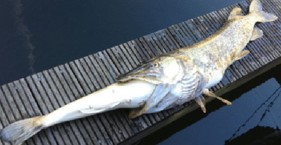 狙った獲物は大きすぎた。魚が魚を口にくわえ合体した状態で発見される（オランダ）