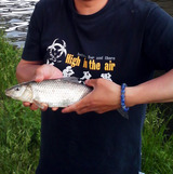 koi2