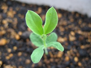 Sweet pea