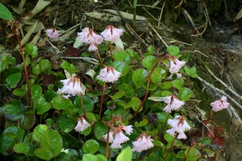 磐梯山の花「イワカガミ」