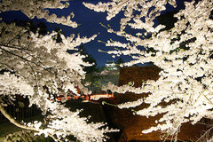 鶴ヶ城桜ライトアップ090419_2
