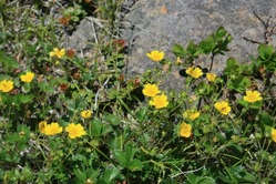 磐梯山の花「ミヤマキンバイ」