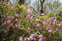 磐梯山桜
