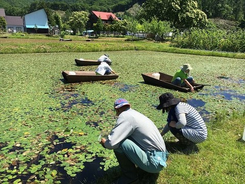 みんな真剣にジュンサイ取り