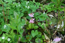 磐梯山の花「見頃」